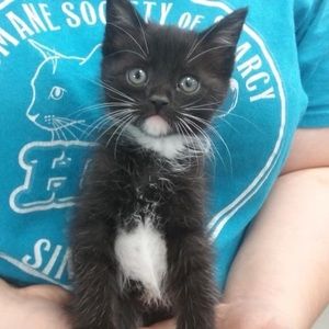 Meet your Posher, Amy